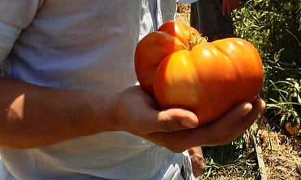 Don Julio Gamboa obtuvo por segundo año consecutivo el premio al tomate más grande en “El Festival del tomate de Panquehue”